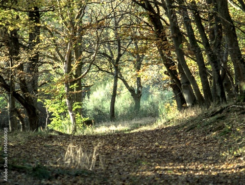 The forest in autumn