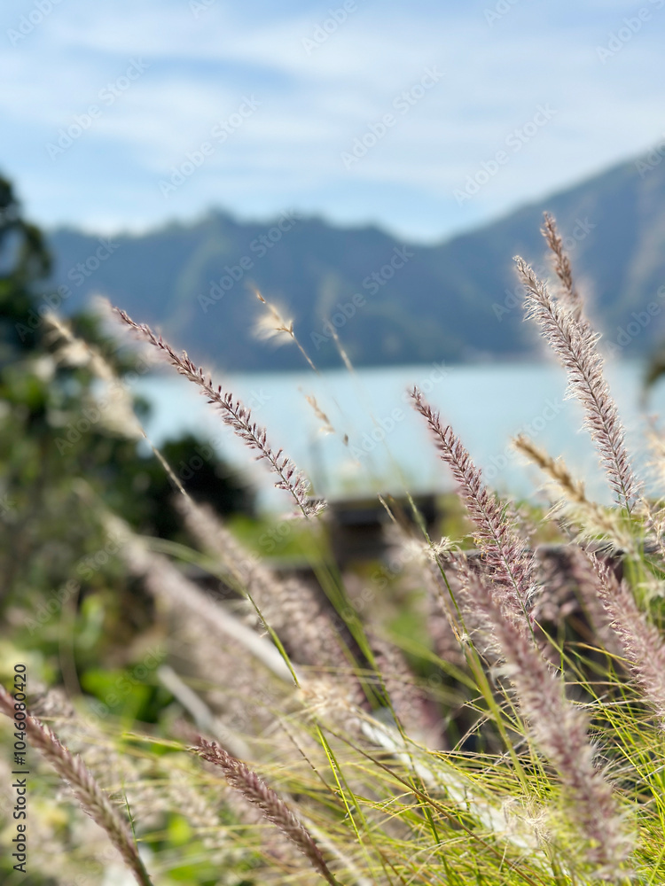 Fototapeta premium grass on a hill
