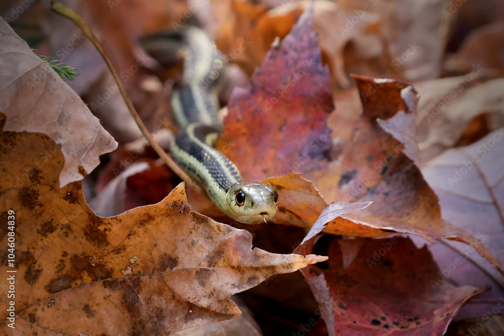 Fototapeta premium Common garter snake Thamnophis sirtalis slithering through leaf litter on the forest floor