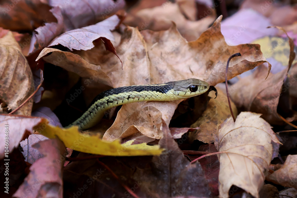 Obraz premium Common garter snake Thamnophis sirtalis slithering through leaf litter on the forest floor