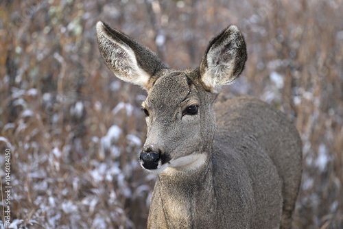  deer in the forest, mule deer,  blacktail deer, portrait photo