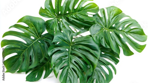 Lush green Monstera leaves isolated on white background.