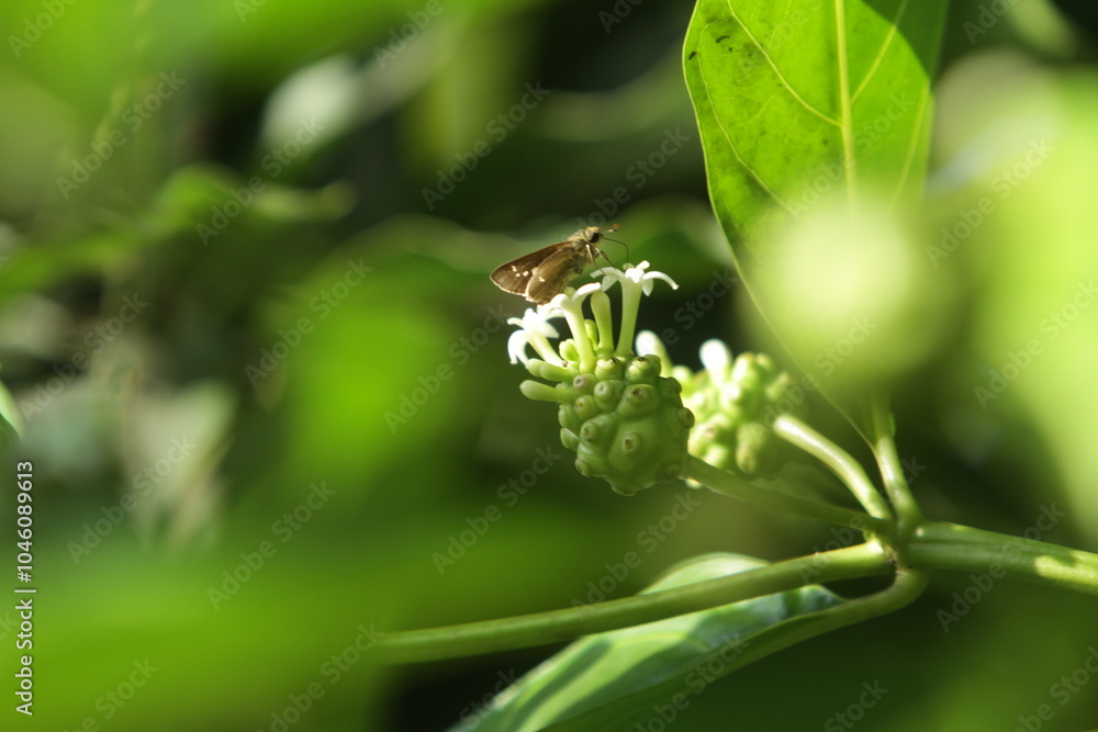 bee on a flower bee on a flower