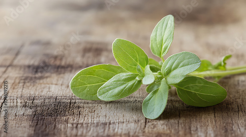 Fresh origano branch leaf isolated on a wooden table