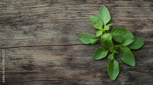 Fresh origano branch leaf isolated on a wooden table