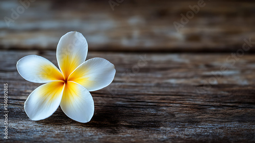 Frangipani flower isolated on a wooden table