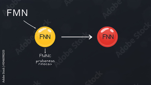 Illustration of FMN redox reaction photo