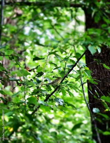 Palm Warbler  photo