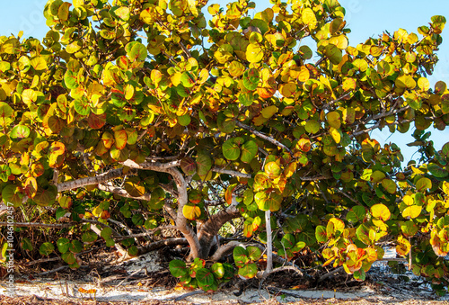 A closeup view of a colorful Seagrape tree, Coccoloba uvifera, in winter foliage. The leaves are yellow, green, and red. Twisted tree trunk is visible. Photographed on coastal Florida. Horizontal. photo