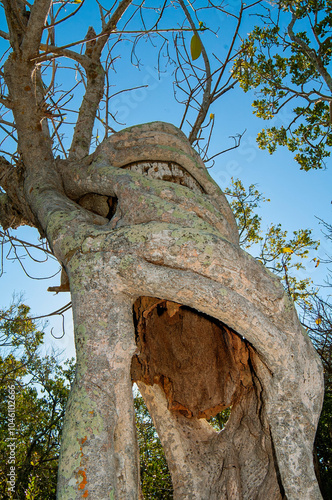 A strangler fig that has squeezed a palm tree to death. Viewed from the bottom looking up into the hollow central core of the fig with the remains of the palm tree still visible. Vertical photo