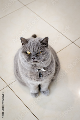 A very funny grumpy old gray cat  photo