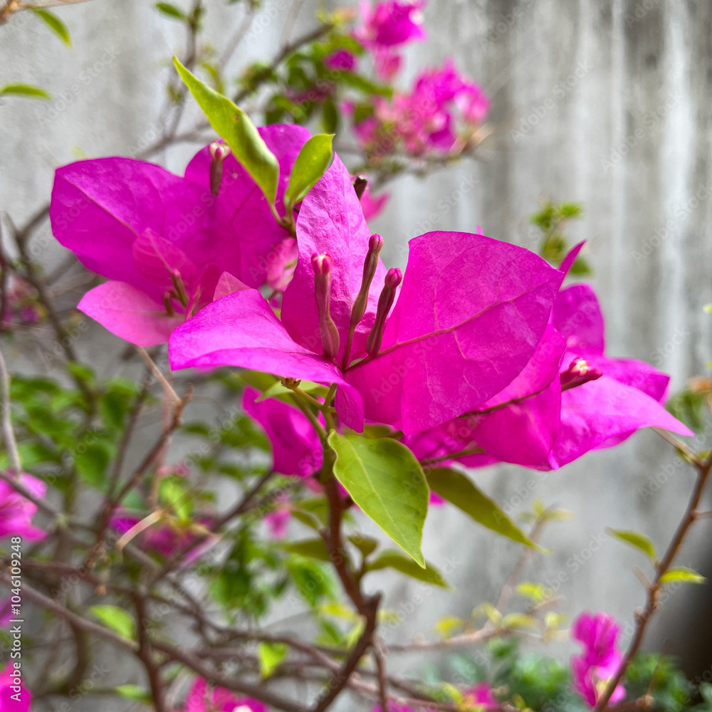 In the fall, the bougainvillea blooms, a beautiful pink, light and shaded backdrop to the courtyard. In the fall, the bougainvillea blooms, a beautiful pink, light and shaded backdrop to the courtyard.