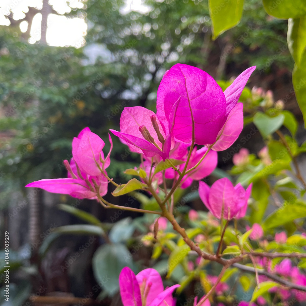In the fall, the bougainvillea blooms, a beautiful pink, light and shaded backdrop to the courtyard. In the fall, the bougainvillea blooms, a beautiful pink, light and shaded backdrop to the courtyard.