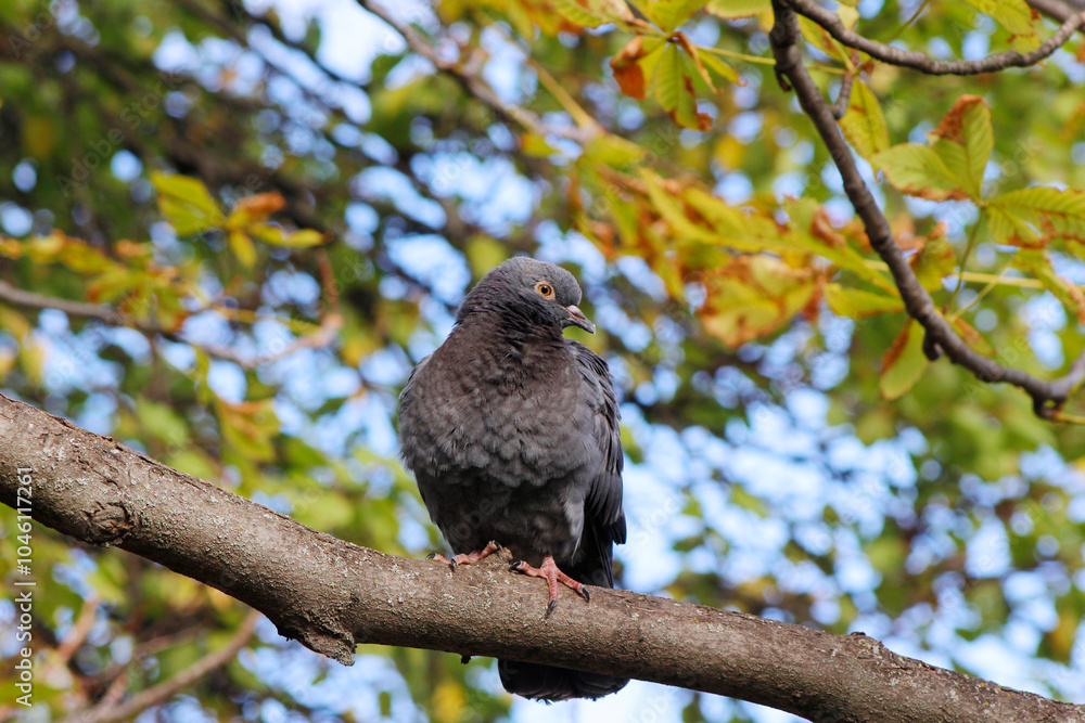 gray dove on a branch in autumn
gray dove on a branch in autumn