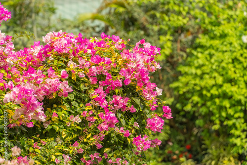 purple bougainvillea flowers in garden