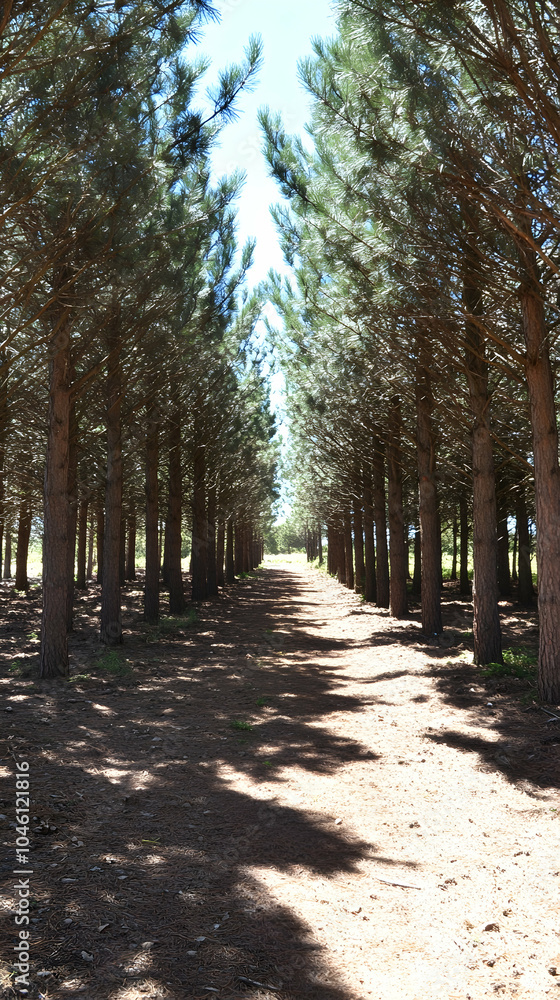 Fototapeta premium A dirt path winds through a dense pine forest.