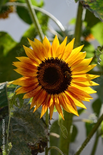 sunflower in the garden