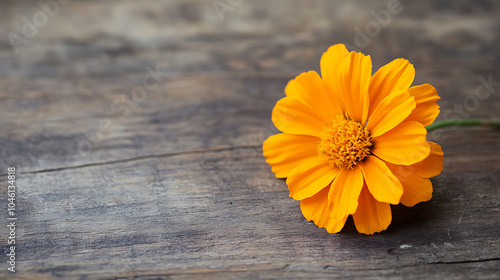 marigold flower isolated on a wooden table