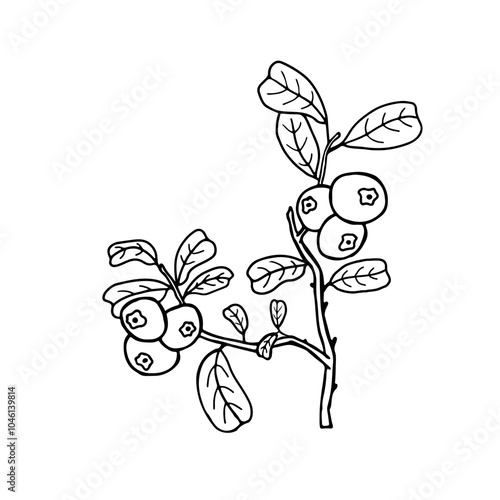 Hand drawn illustration with cowberry. Stylized picture of branch with lingonberry berries and leaves in sketchy style. Vaccinium vitis-idaea, mountain cranberry outline icon. Summer, autumn harvest.