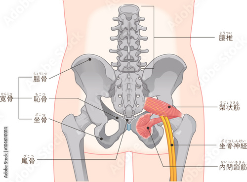 坐骨神経、sciatic nerve、イラスト、illustration