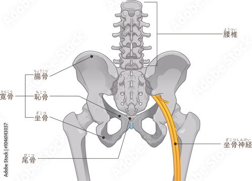 坐骨神経、sciatic nerve、イラスト、illustration