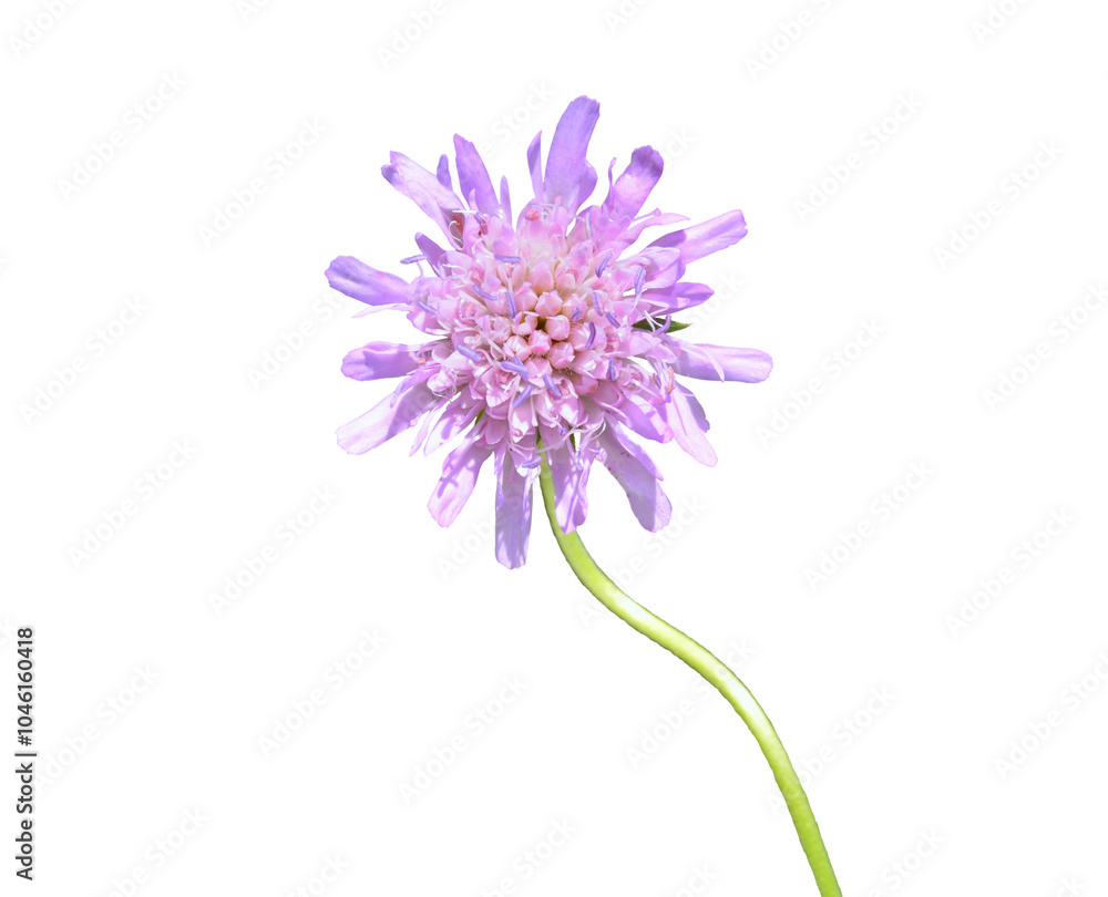 Wildflower scabious (Scabiosa lachnophylla) Wildflower scabious (Scabiosa lachnophylla)