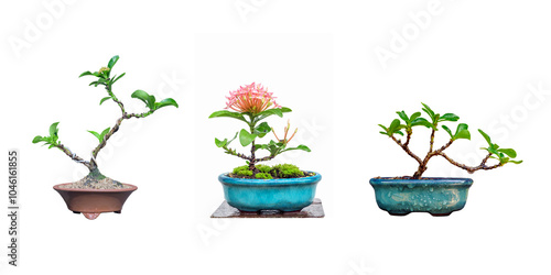 three shapes of small pink Ixora used to create bonsai.