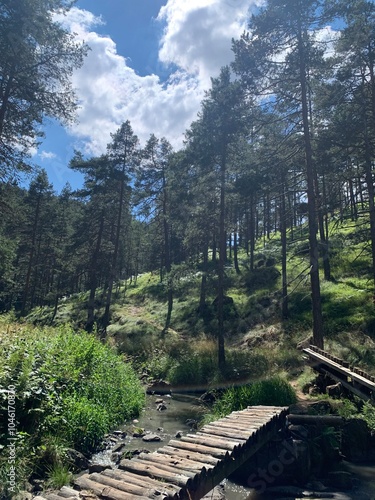 Nature in Serbia - Pine Trees by the River with a Wooden Bridge photo