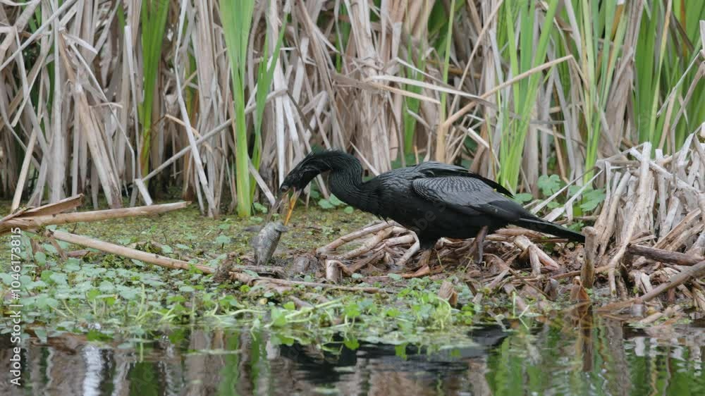 Great blue heron trying to steal a fish from an anhinga Great blue heron trying to steal a fish from an anhinga