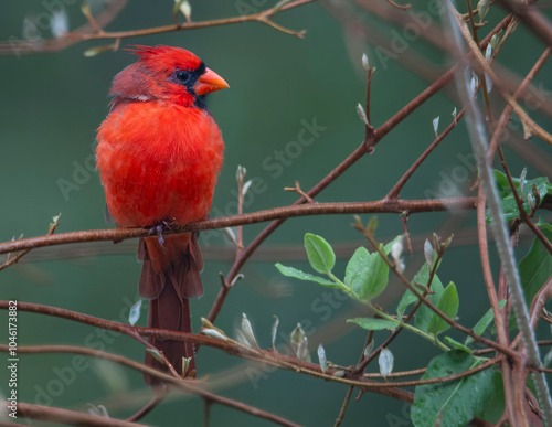 Male Cardinal Perched