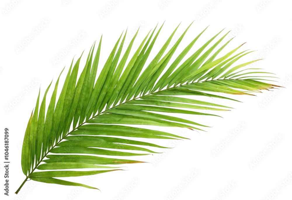 Obraz premium palm leaf isolated on white