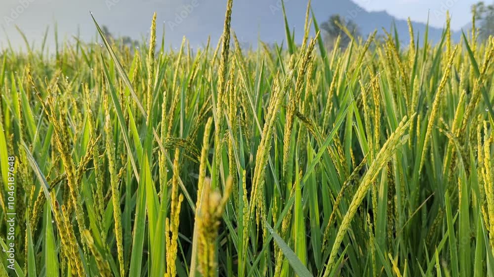 Beautiful morning view, rice fields and villages against the background of a blue sky with gradient colors and mountains, landscape video, nature background, 4K. Beautiful morning view, rice fields and villages against the background of a blue sky with gradient colors and mountains, landscape video, nature background, 4K.