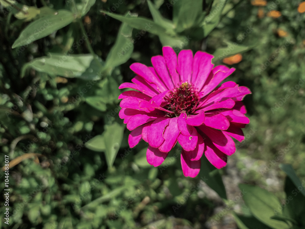 Fototapeta premium The pink marigold is a brightly colored flower that is popular in gardens.