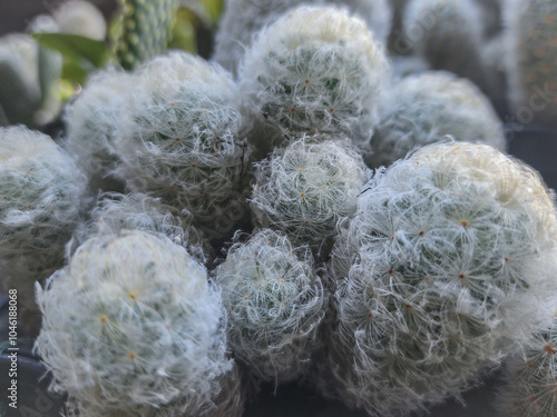 White cactus is unusual and striking because white cactus is rarer than green cactus. photo