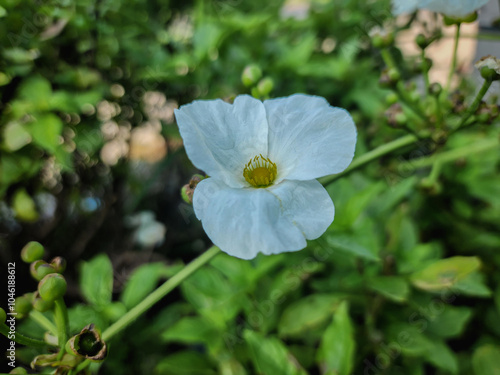 Flower photos are much more striking when viewed up close. These types of photography also reveal things that are invisible to the naked eye, such as the veining of petals or the stamens.