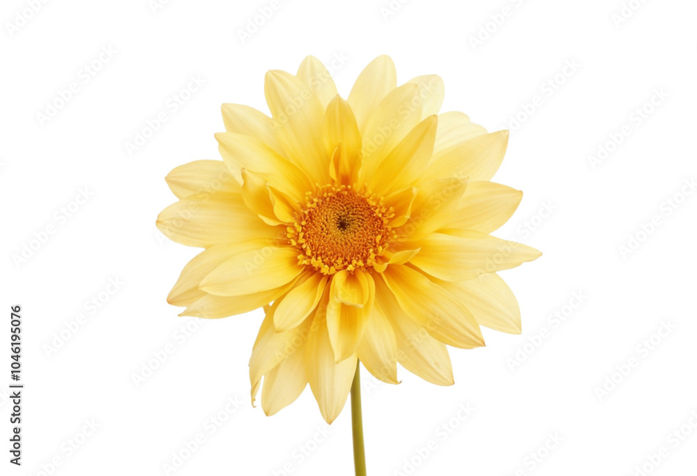 yellow flower isolated on white yellow flower isolated on white