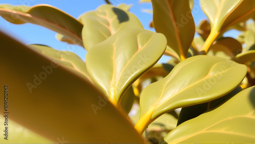 Leaves of a rubbery ficus close-up. Sunny. photo