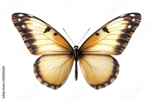 Closeup of a Yellow Butterfly with Black and White Patterns