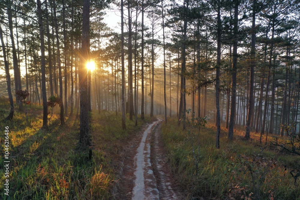 Sunny trail under many years old pine trees Sunny trail under many years old pine trees