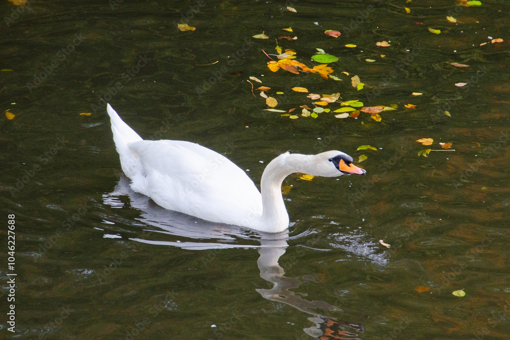 Naklejka premium swan on the lake