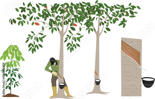 Rubber trees vector illustration on a white background. agriculturist cut rubber tree