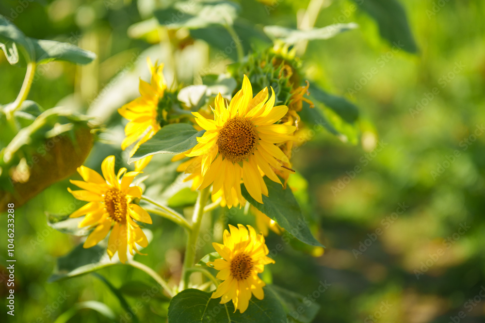 Fototapeta premium ひまわり