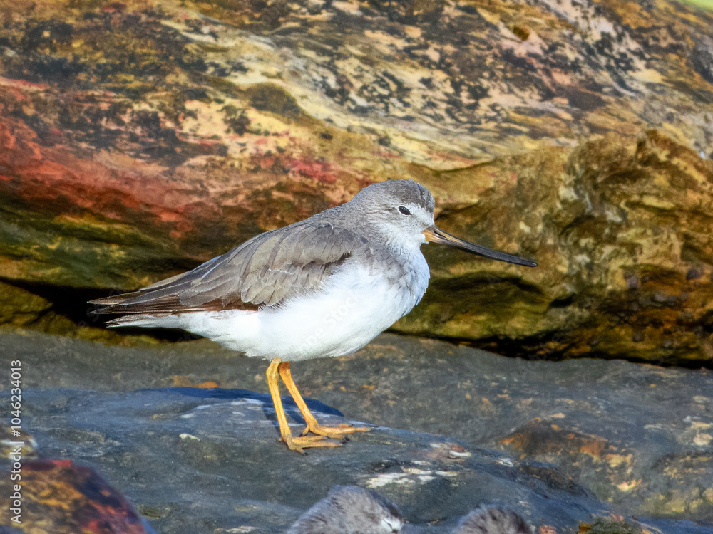 Terek Sandpiper (Xenus cinereus) in Australia Terek Sandpiper (Xenus cinereus) in Australia