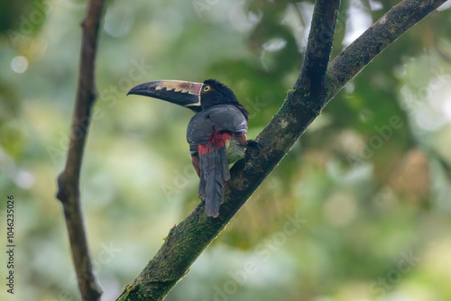 A Collared Aracari near Río Celeste Costa Rica photo