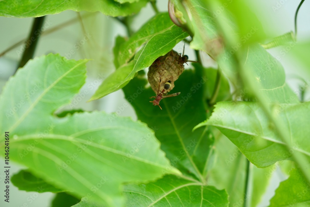 Close up on Paper Wasp (Ropalidia marginata) and nest on green leaves in the morning light. Wildlife and nature background. Macro photography. Animal wallpaper. Close up on Paper Wasp (Ropalidia marginata) and nest on green leaves in the morning light. Wildlife and nature background. Macro photography. Animal wallpaper.
