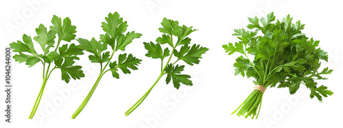 parsley isolated on white