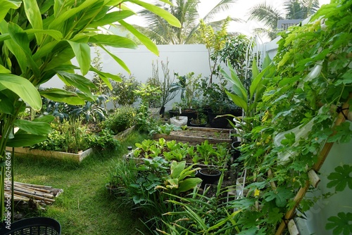 Many plant plot for vegetables growing in edible garden. healthy food, raw veggie, fresh homegrown, organic vegetable. Home gardening or Urban farming style. Green space and  beautiful layout at home.