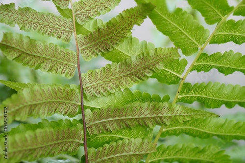 Group of sori on ventral side of leaf of Small vegetable fern way for plant propagation. Organic food and vegetables gardening or city farming concept. beauty nature background.