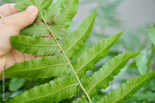 Tableau sur toile Group of young sori on ventral side of leaf of Small vegetable fern way for plant propagation