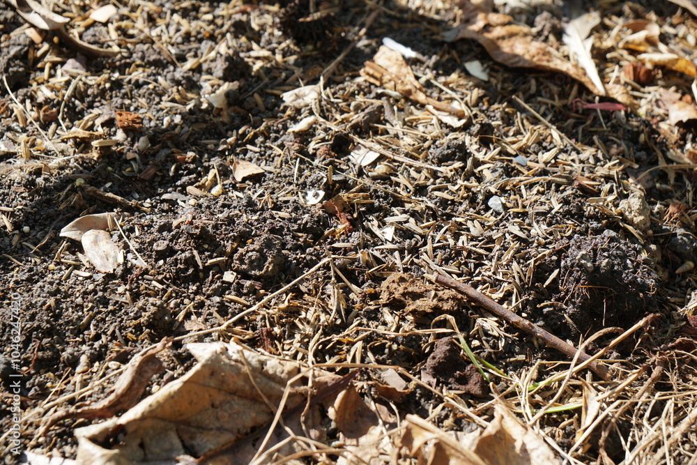 Healthy soil with humus in sunlight. Surface and texture background. Agriculture, farming and gardening concept. Healthy soil with humus in sunlight. Surface and texture background. Agriculture, farming and gardening concept.